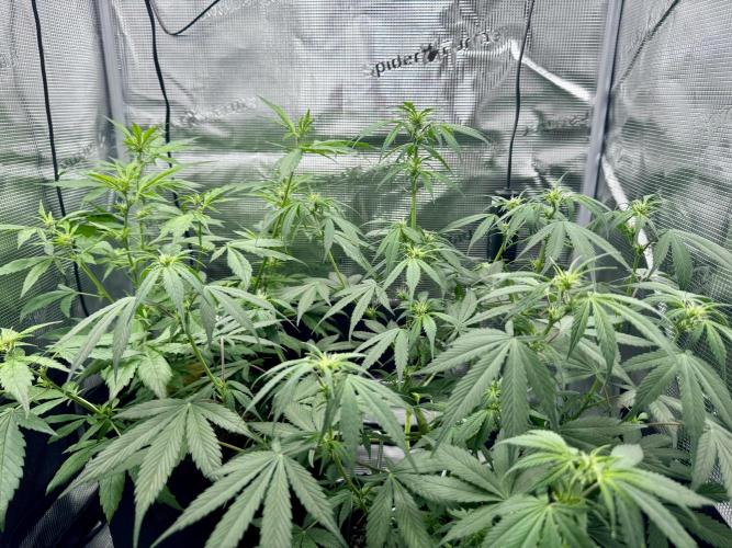 Cherry Zoap & WCOG Auto’s - #1. Week 6