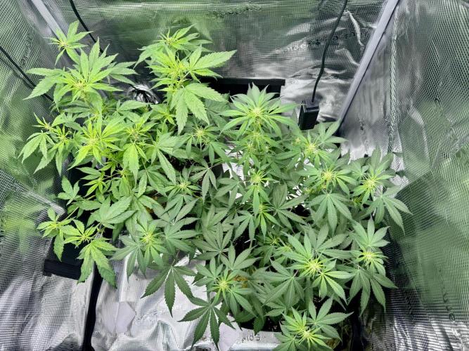 Cherry Zoap & WCOG Auto’s - #1. Week 6