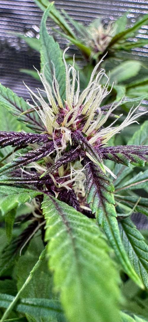 Cherry Zoap & WCOG Auto’s - #1. Week 7