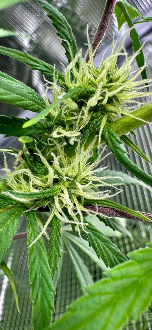 Cherry Zoap & WCOG Auto’s - #1. Week 7