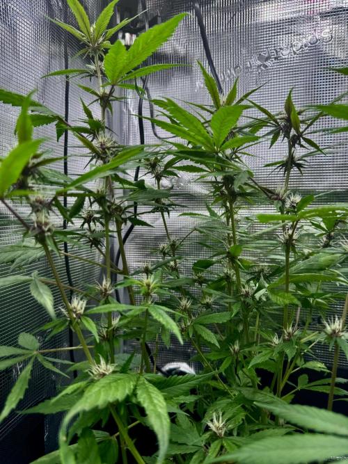 Cherry Zoap & WCOG Auto’s - #1. Week 7