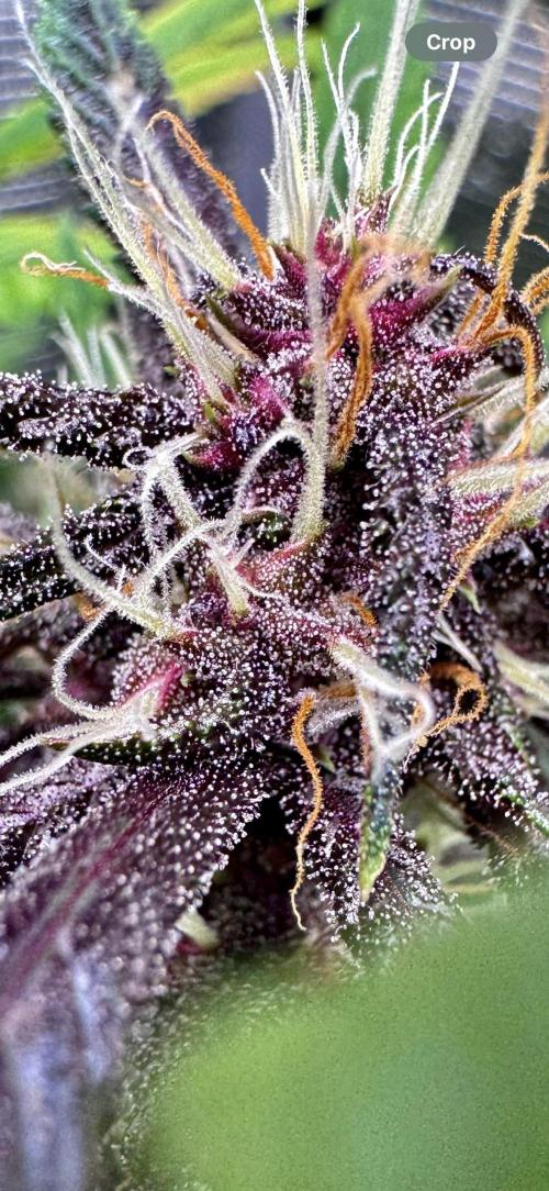 Cherry Zoap & WCOG Auto’s - #1. Week 8