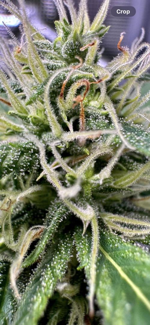 Cherry Zoap & WCOG Auto’s - #1. Week 8