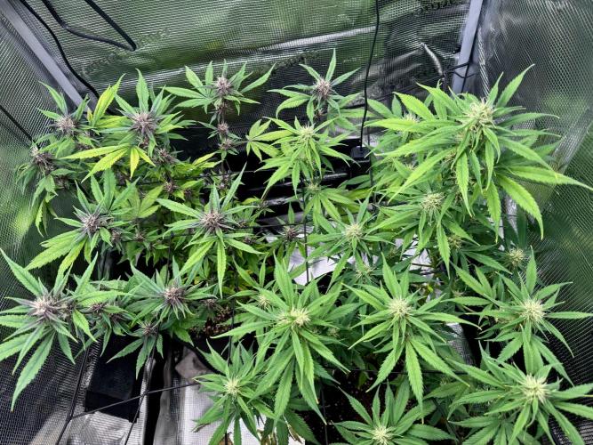 Cherry Zoap & WCOG Auto’s - #1. Week 8