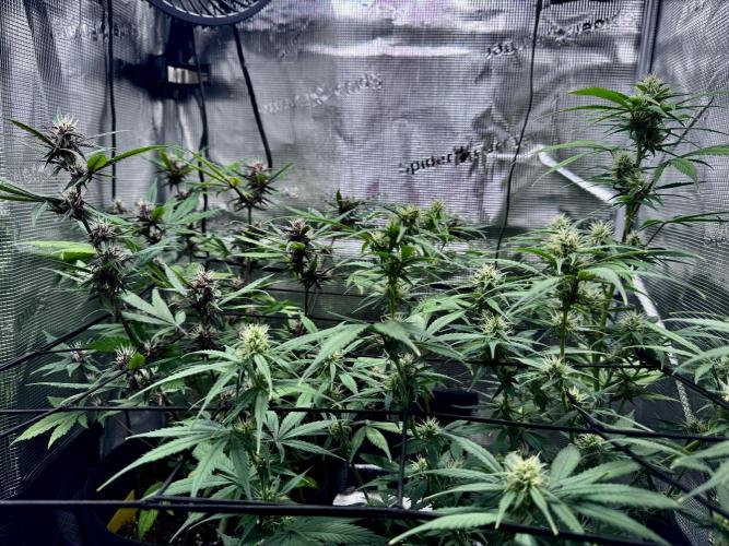 Cherry Zoap & WCOG Auto’s - #1. Week 8