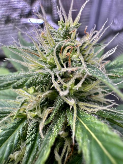 Cherry Zoap & WCOG Auto’s - #1. Week 8