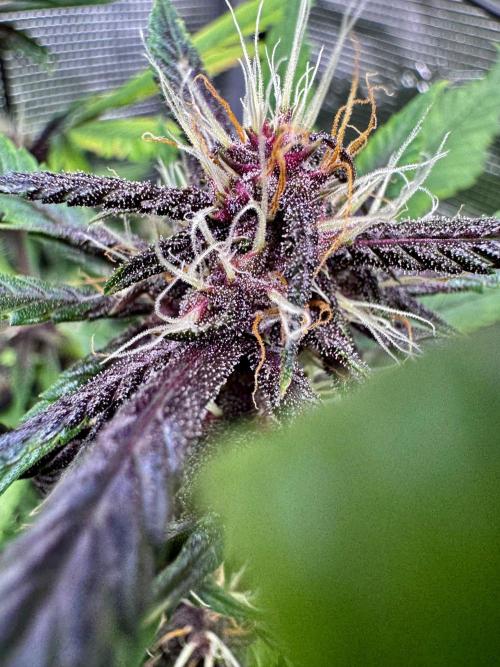 Cherry Zoap & WCOG Auto’s - #1. Week 8