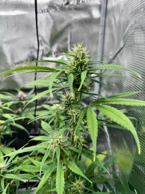 Cherry Zoap & WCOG Auto’s - #1. Week 8