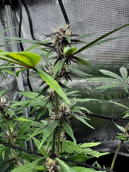 Cherry Zoap & WCOG Auto’s - #1. Week 8