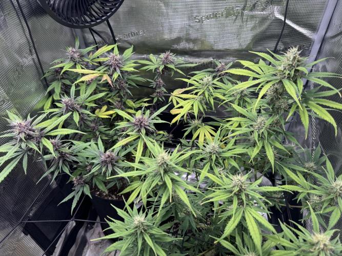 1st grow - Cherry Zoap & WCOG Auto’s. Week 9