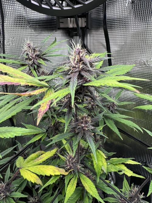 1st grow - Cherry Zoap & WCOG Auto’s. Week 9