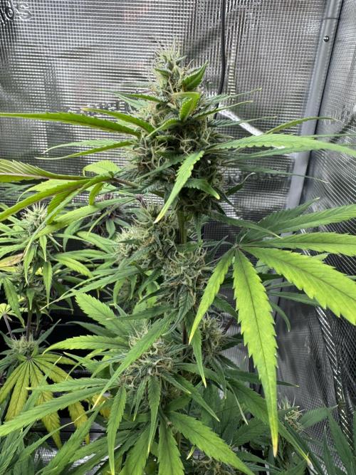 1st grow - Cherry Zoap & WCOG Auto’s. Week 9
