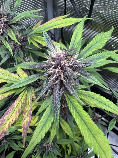 1st grow - Cherry Zoap & WCOG Auto’s. Week 9