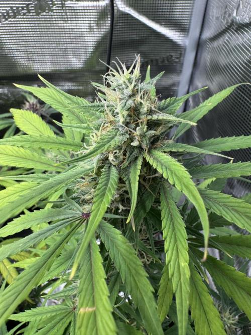 1st grow - Cherry Zoap & WCOG Auto’s. Week 9