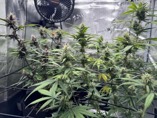 1st grow - Cherry Zoap & WCOG Auto’s. Week 9