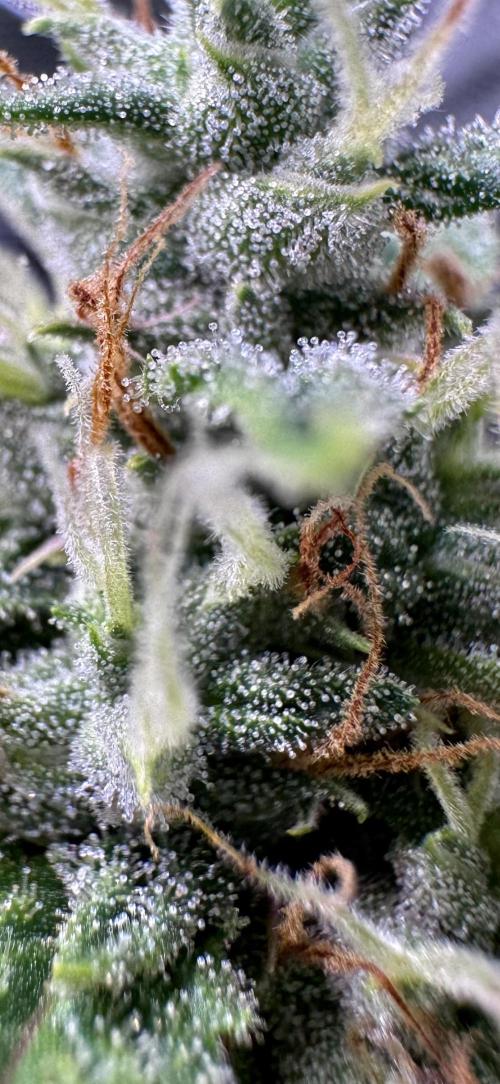 1st grow - Cherry Zoap & WCOG Auto’s. Week 9