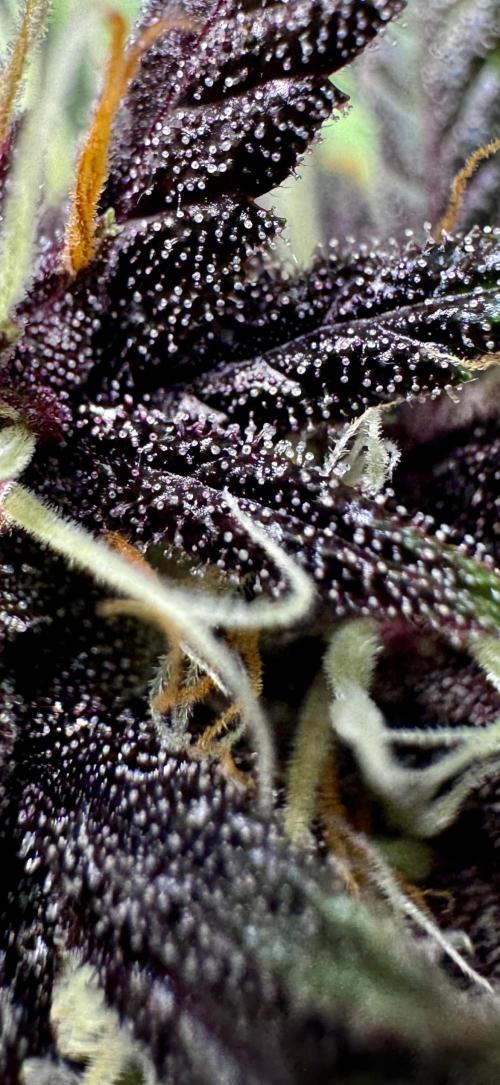 1st grow - Cherry Zoap & WCOG Auto’s. Week 9