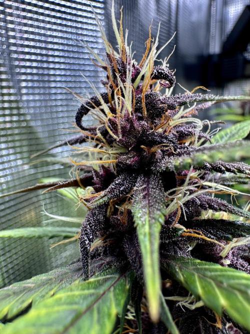 1st grow - Cherry Zoap & WCOG Auto’s. Week 10