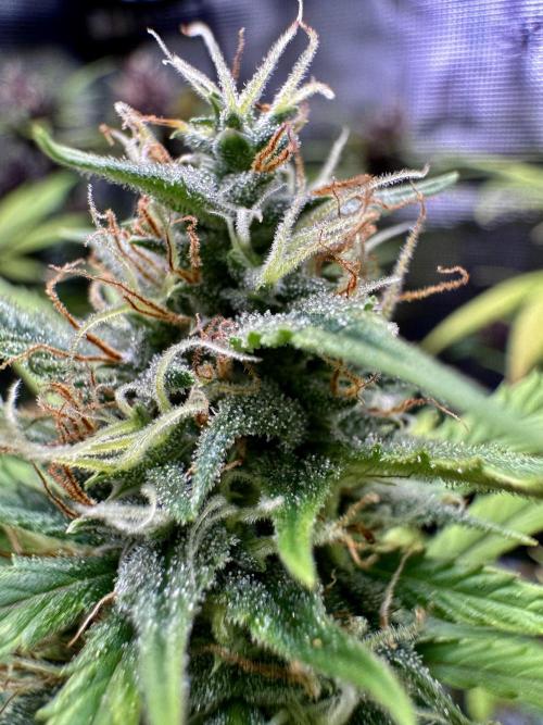 1st grow - Cherry Zoap & WCOG Auto’s. Week 10