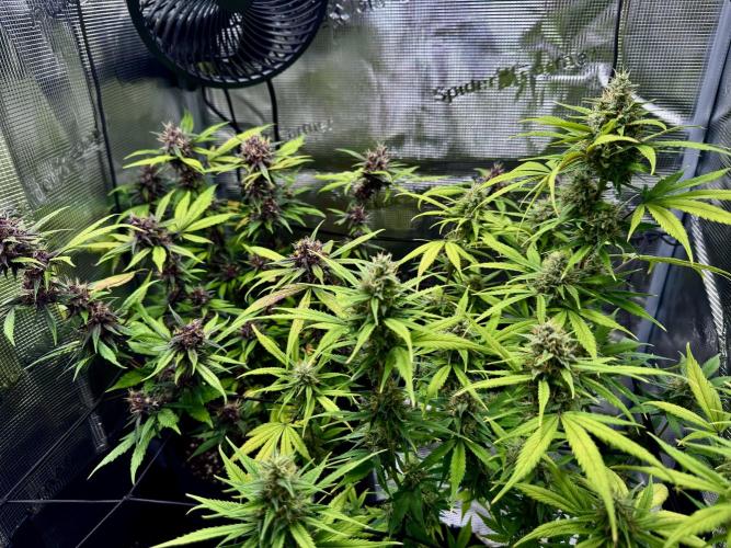 1st grow - Cherry Zoap & WCOG Auto’s. Week 10