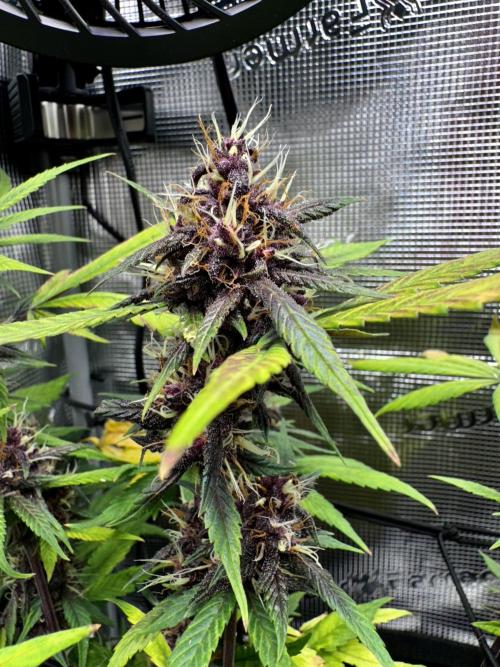 1st grow - Cherry Zoap & WCOG Auto’s. Week 10