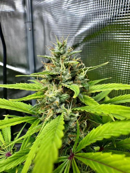 1st grow - Cherry Zoap & WCOG Auto’s. Week 10