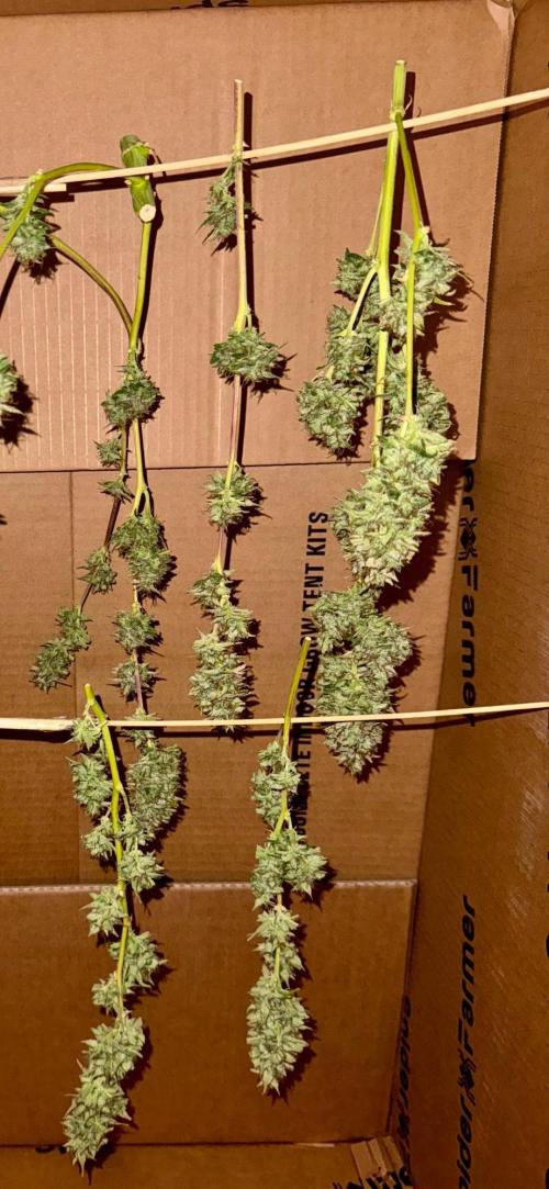 1st grow - Cherry Zoap & WCOG Auto’s. Week 11