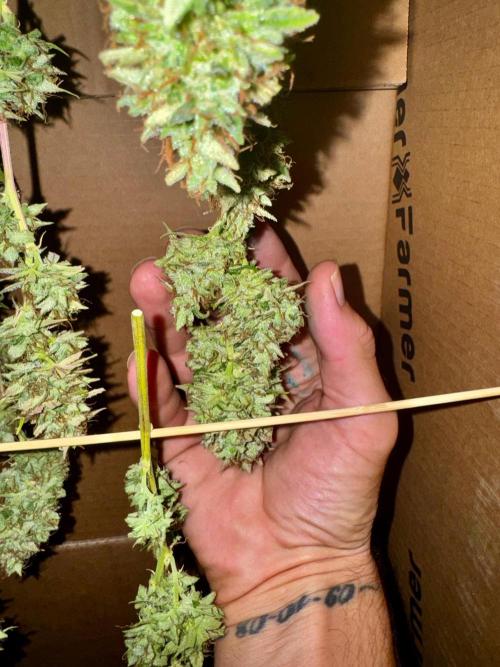 1st grow - Cherry Zoap & WCOG Auto’s. Week 11