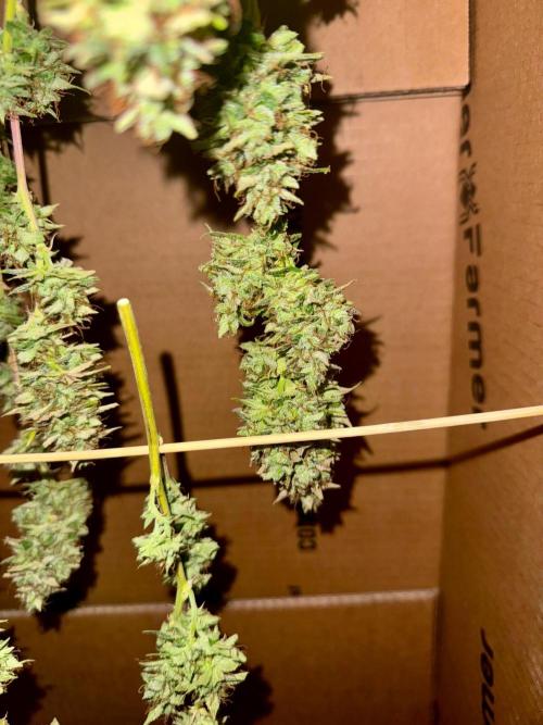1st grow - Cherry Zoap & WCOG Auto’s. Week 11