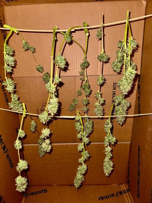 1st grow - Cherry Zoap & WCOG Auto’s. Week 11