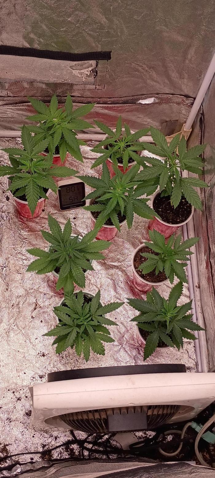 AdirondackGrown. Week 3