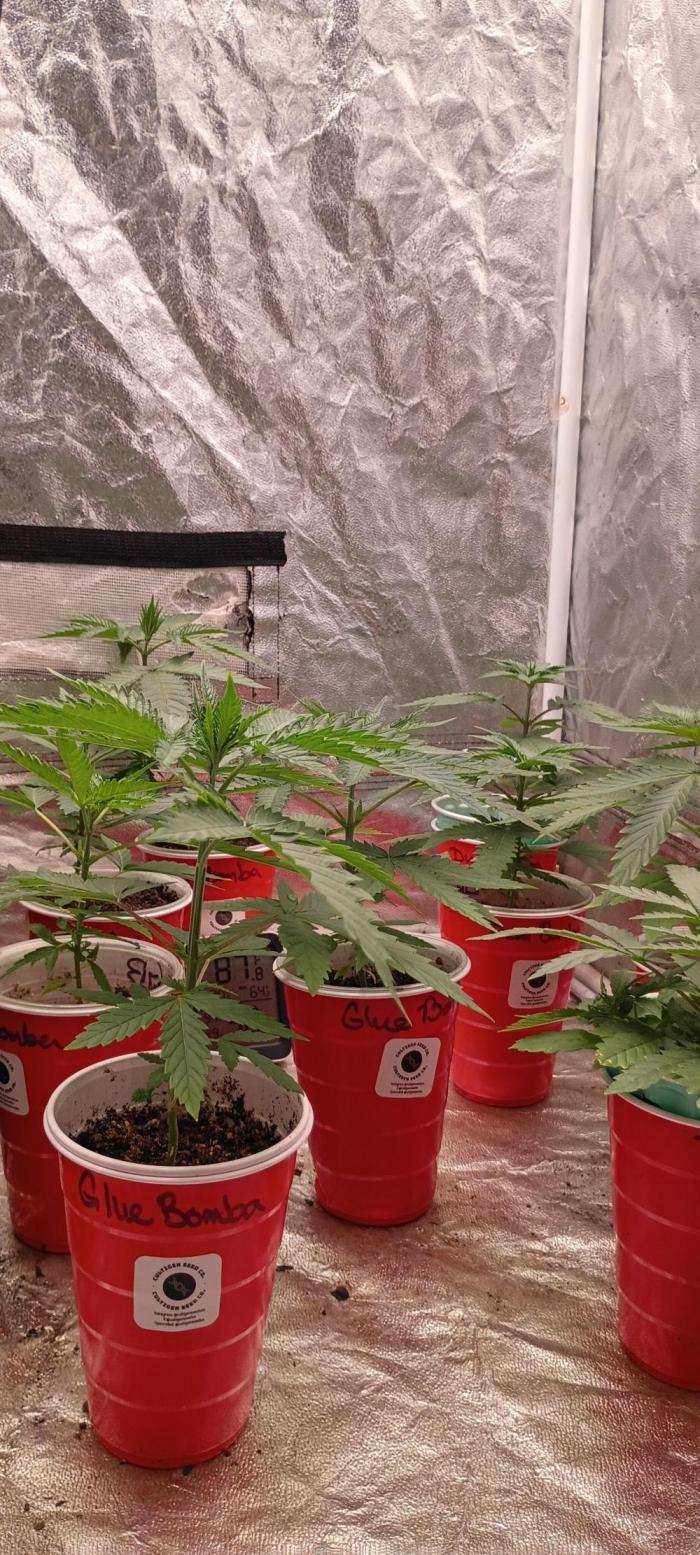 AdirondackGrown. Week 5