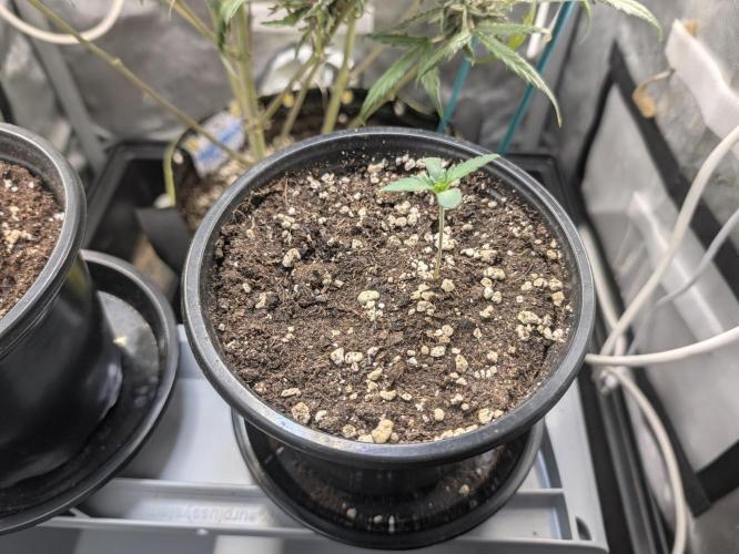 CLOUDLAB 422, Advance Grow Tent 2x2. Week 0