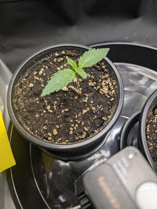 CLOUDLAB 422, Advance Grow Tent 2x2. Week 1