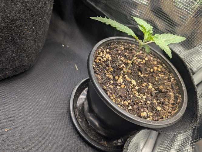 CLOUDLAB 422, Advance Grow Tent 2x2. Week 1