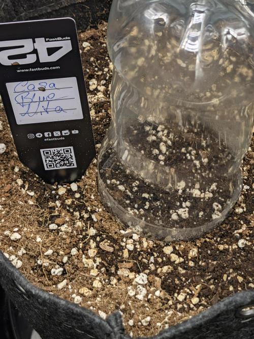 Unicorn Drip & Casa Bluenita. Week 0 - day 0 Casa bluenita