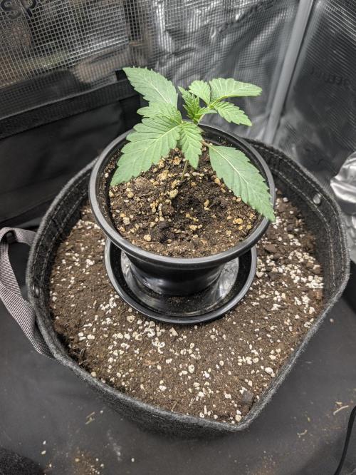 Radical Juice. Week 1 - day 13 pre transplant