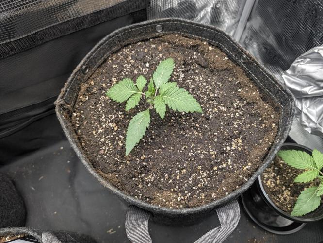 CLOUDLAB 422, Advance Grow Tent 2x2. Week 1