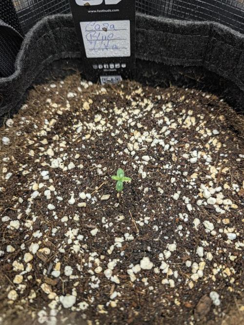 Unicorn Drip & Casa Bluenita. Week 0 - day 1 Casa bluenita 