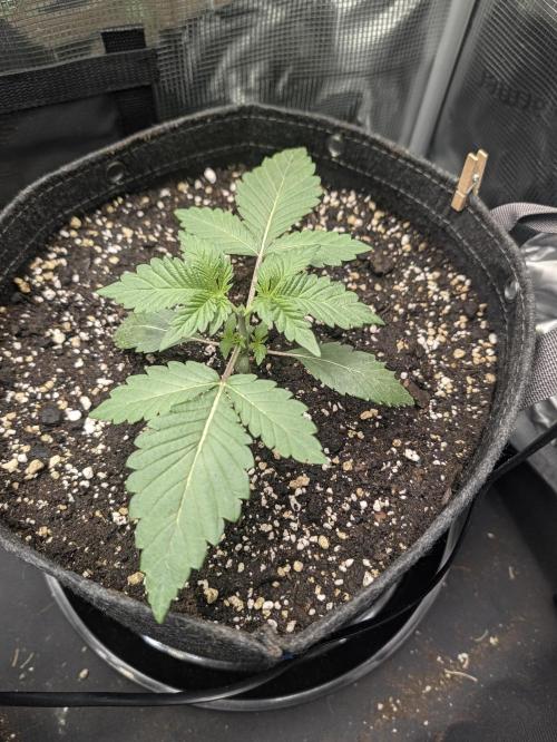 CLOUDLAB 422, Advance Grow Tent 2x2. Week 2