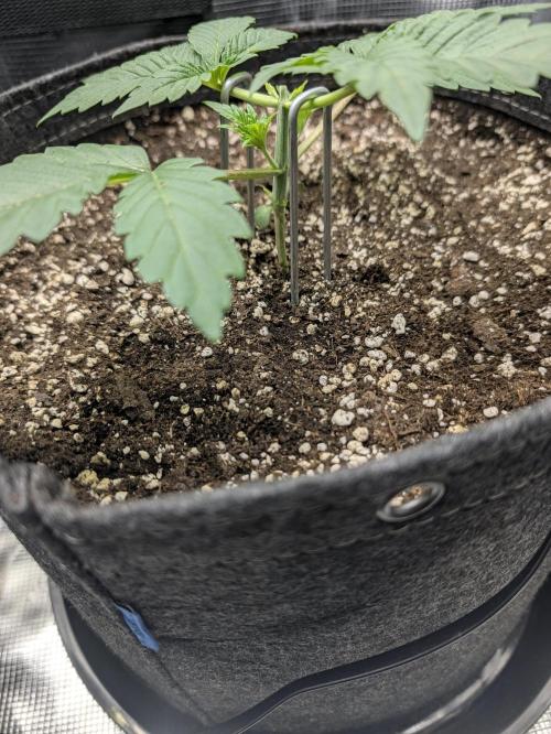 CLOUDLAB 422, Advance Grow Tent 2x2. Week 2