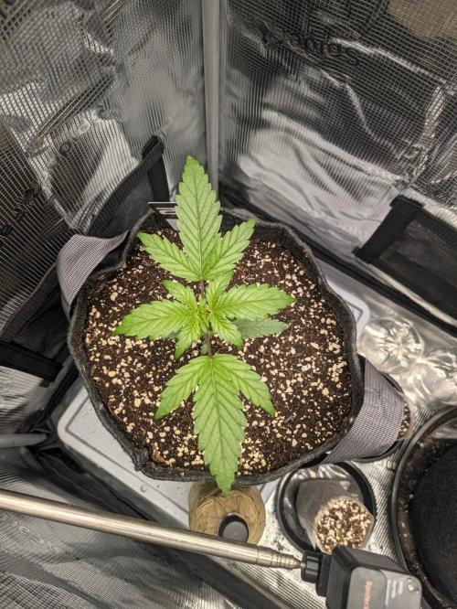 Casa Bluenita. Week 4 - day 22