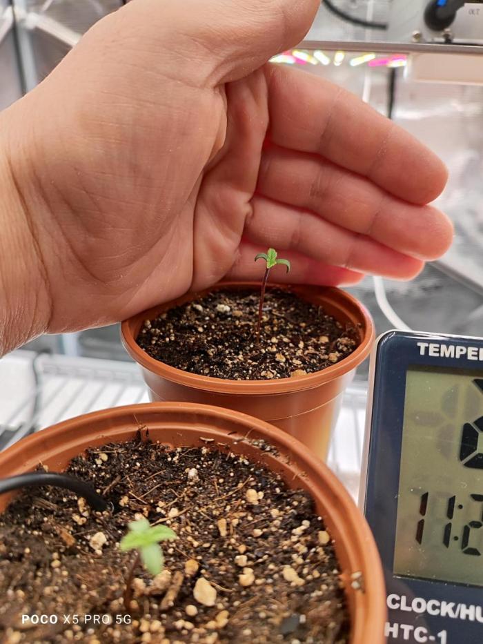 Erntedankfest 1. Week 0