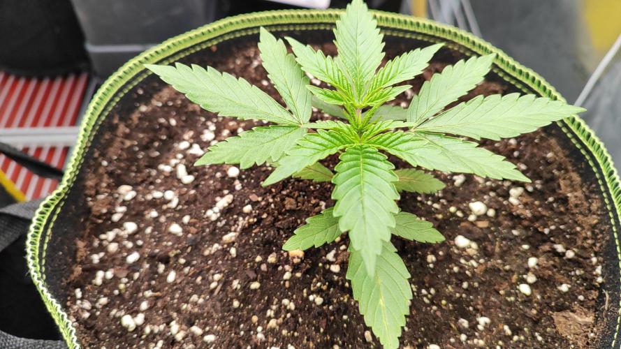 Erntedankfest 1. Week 3
