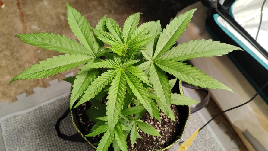 Erntedankfest 1. Week 4