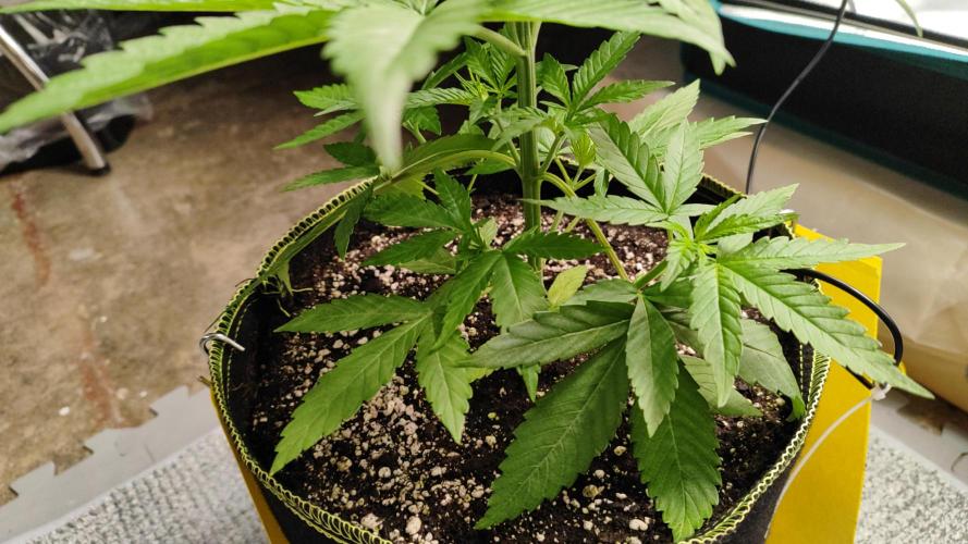Erntedankfest 1. Week 4 - Hier fange ich an die Großen Blätter unter die jungen Triebe zu stecken 