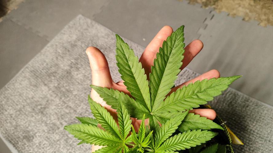 Erntedankfest 1. Week 4 - Die Frische warme Luft zahlt sich aus und die zugabe von co2