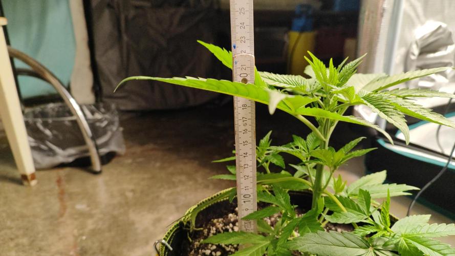 Erntedankfest 1. Week 4 - Mimosa/seriosa legt ein ordentliches Wachstum vor 