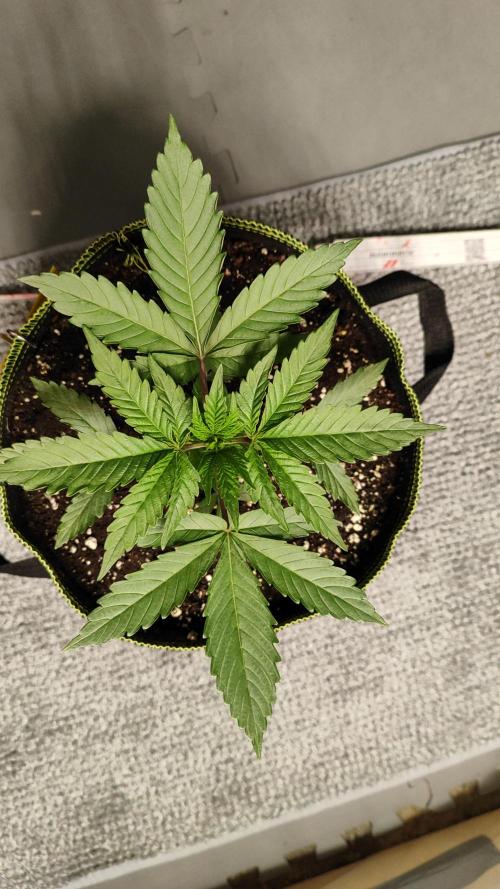 Erntedankfest 1. Week 4 - SEROITICA 