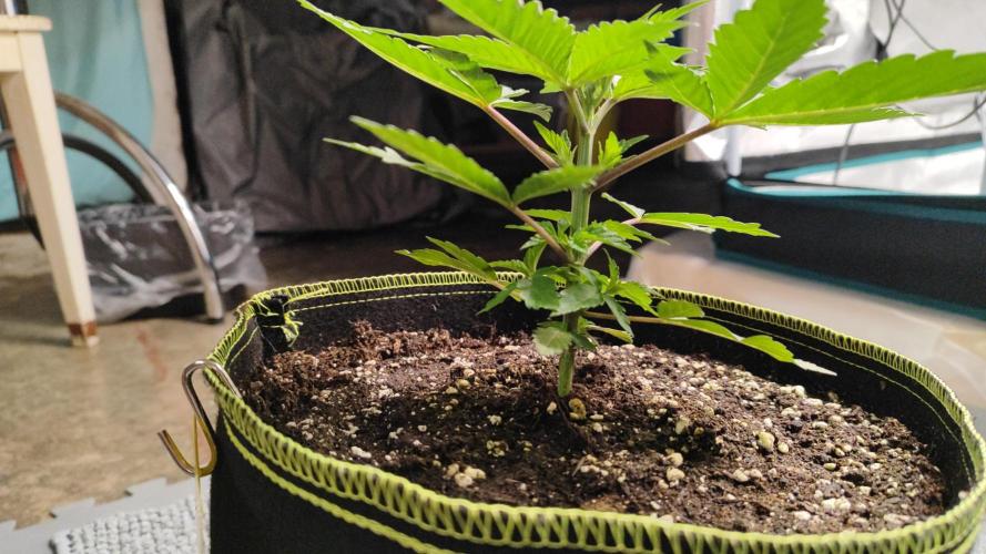 Erntedankfest 1. Week 4 - Seroitica kurze internodien zi